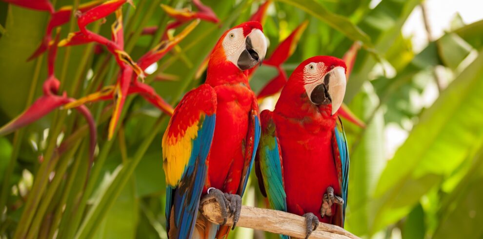 bird-watching-in-belize-with-belize-inland-tours