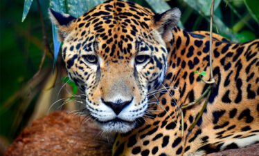 Jungle Survival