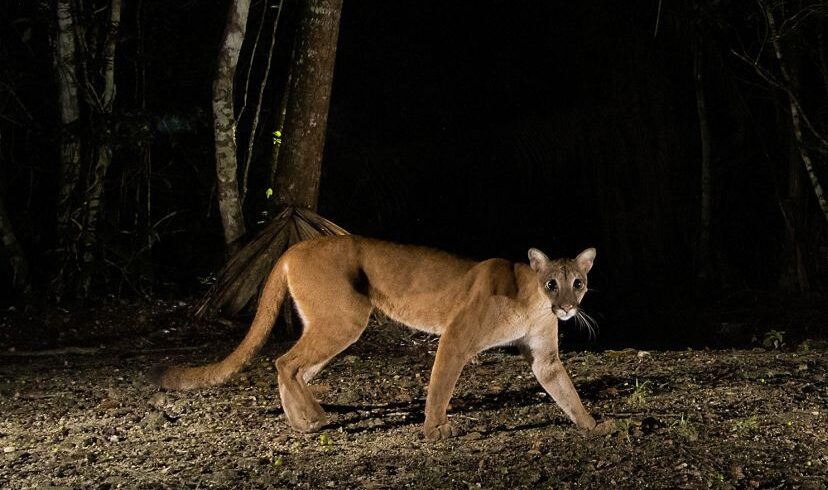 overnight-jungle-tour-in-belize-with-belize-inland-tours