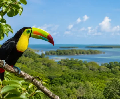 Belize Wildlife in the Quiet Places That Matter