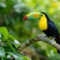 tropical bird spotting in belizes quiet wilds featured 85x85